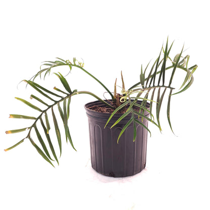 Tortum: Philodendron bipinattifidum - 10 inch pot — indoor plant — indoor plant for sale by Promise Supply for delivery and pickup in Toronto.