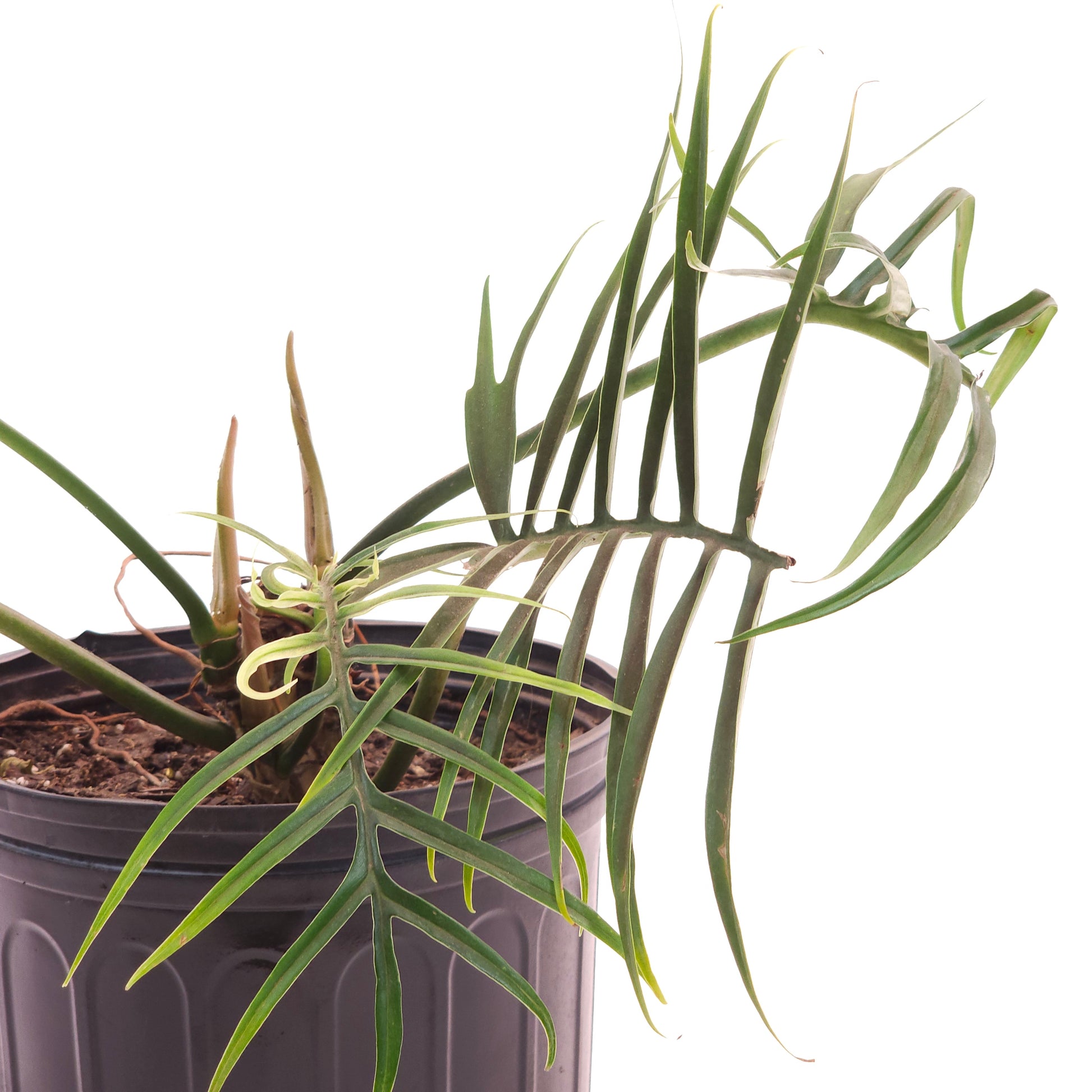 Tortum: Philodendron bipinattifidum - 10 inch pot — close-up of foliage — indoor plant for sale by Promise Supply for delivery and pickup in Toronto.