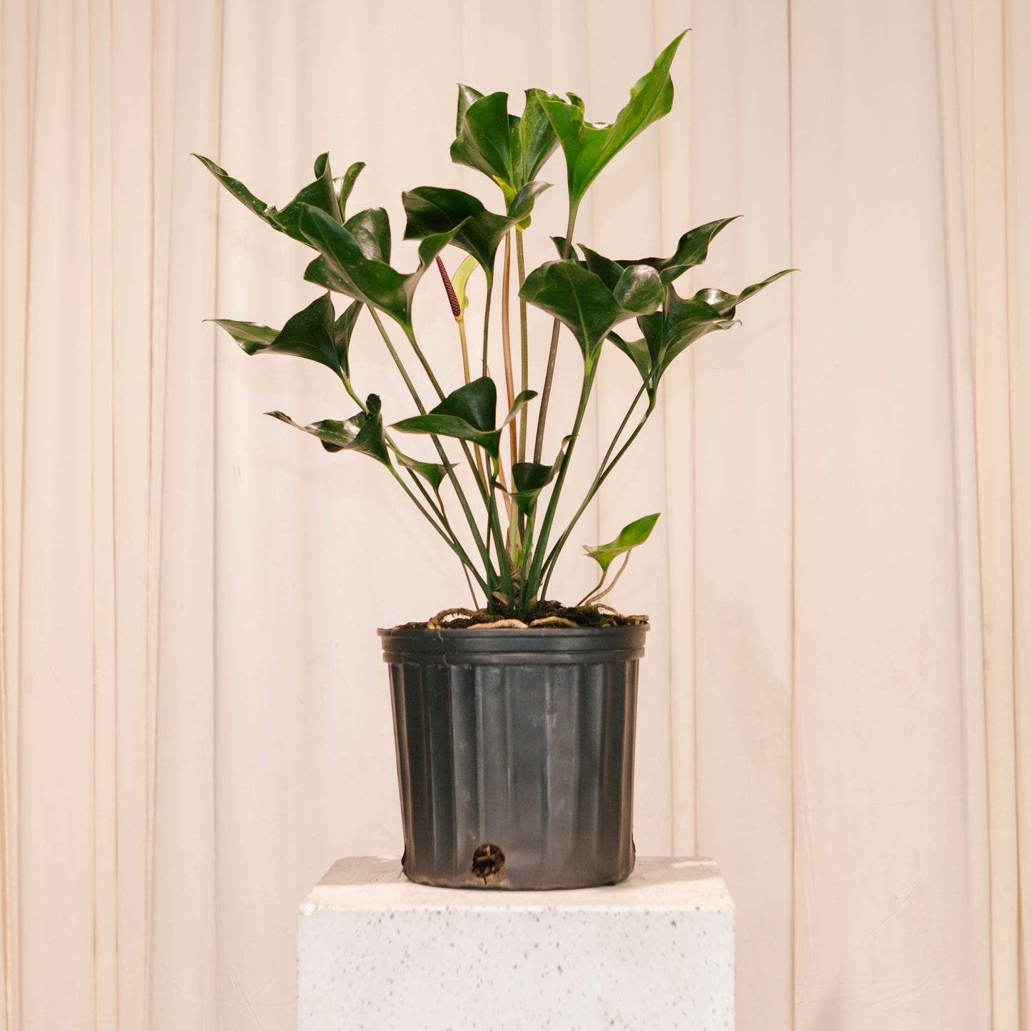 Arrow Plant: Anthurium - 10 inch pot