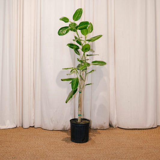 Ficus Audrey Tree: Ficus benghalensis - 10 inch pot - 4-5 foot tall