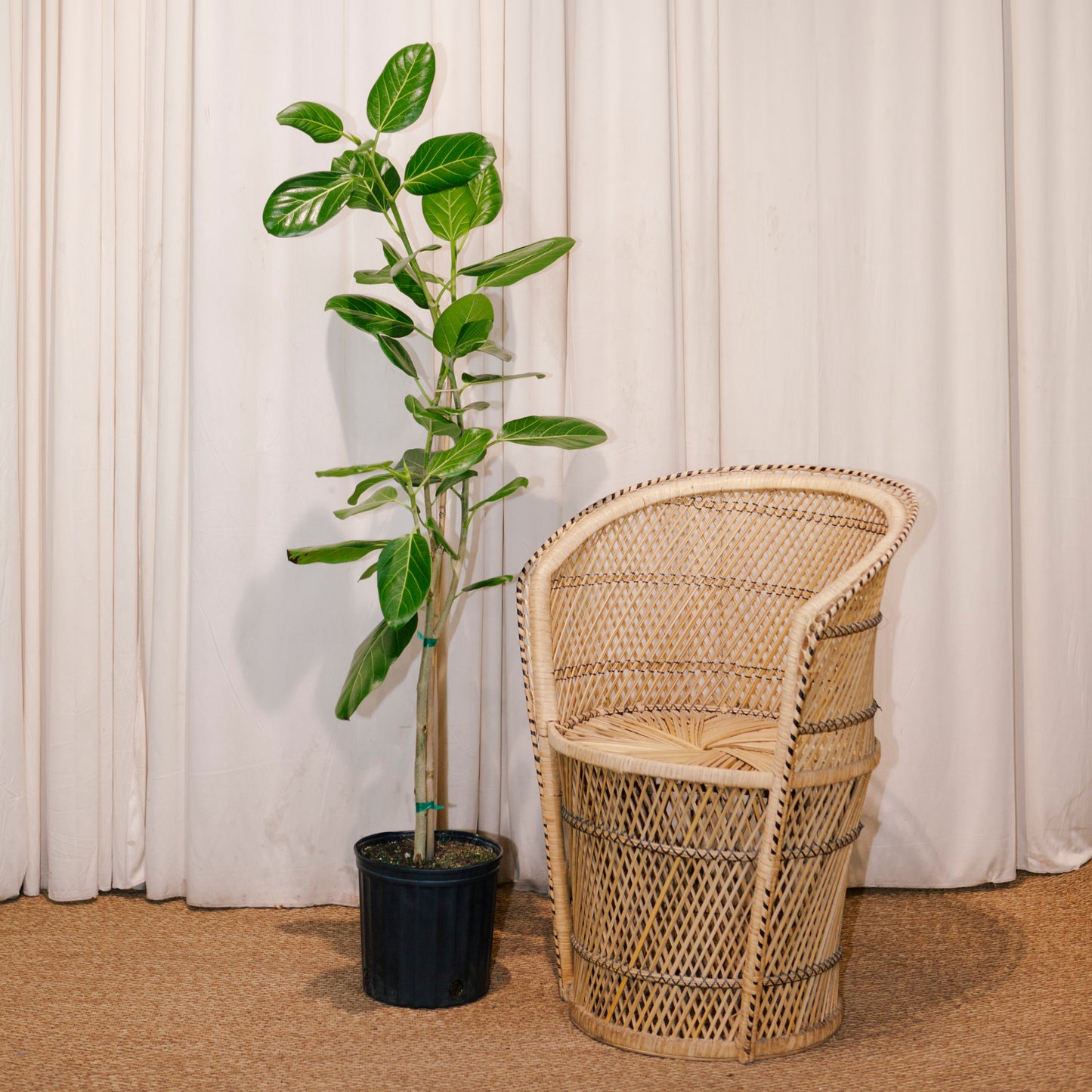 Ficus Audrey Tree: Ficus benghalensis - 10 inch pot - 4-5 foot tall