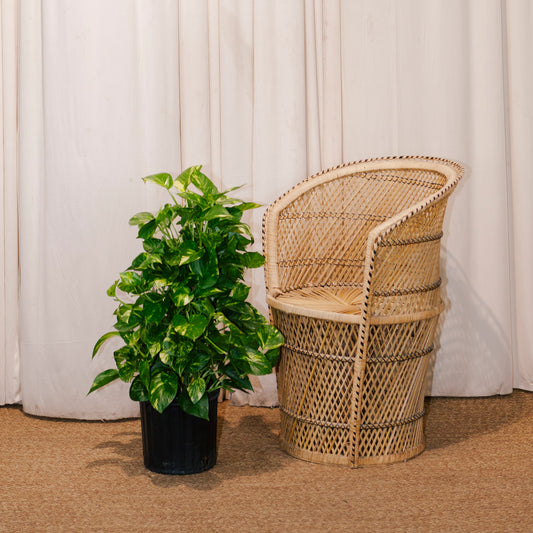 Golden Pothos Totem: Epipremnum aureum - 10 inch pot - 3-5 foot tall