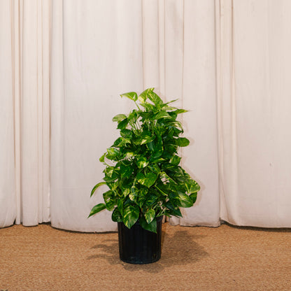 Golden Pothos Totem: Epipremnum aureum - 10 inch pot - 3-5 foot tall