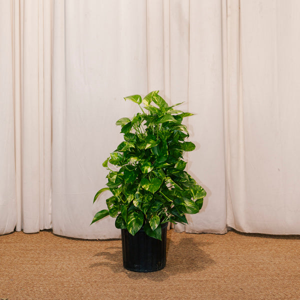 pothos on totem Golden Pothos Totem: Epipremnum - 10" Pot
