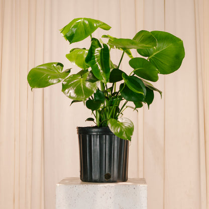 Swiss Cheese Plant: Monstera deliciosa - 8 inch pot - 2 foot tall