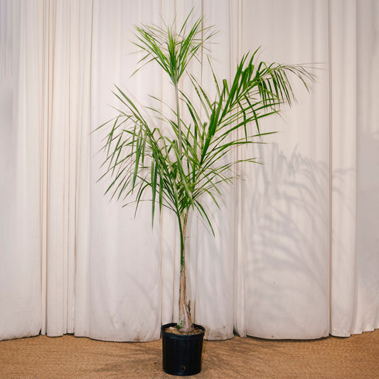 Queen Palm: Syagrus romanzoffiana - 10 inch pot - 5 foot tall