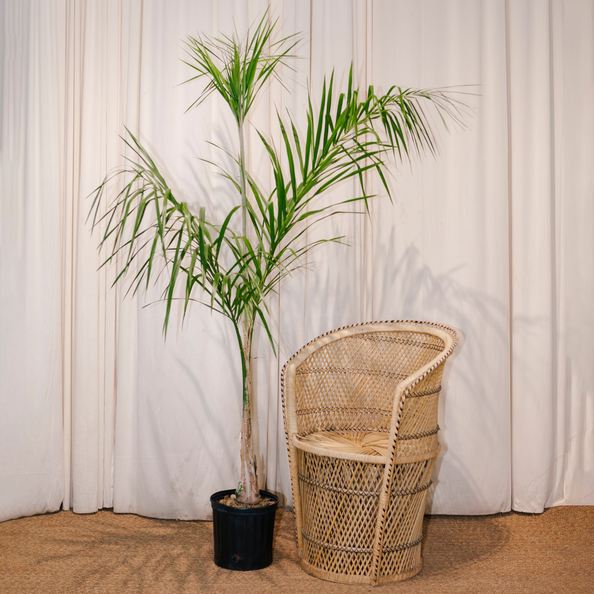 queen palm indoor plant Queen Palm: Syagrus Romanzoffiana - 10" Pot