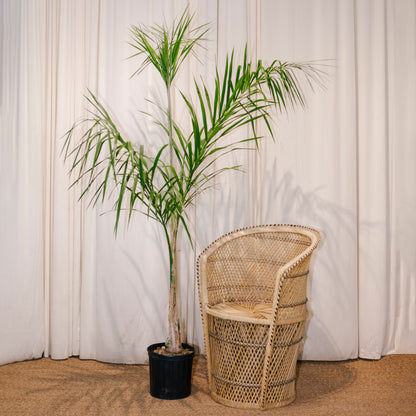 Queen Palm: Syagrus romanzoffiana - 10 inch pot - 5 foot tall