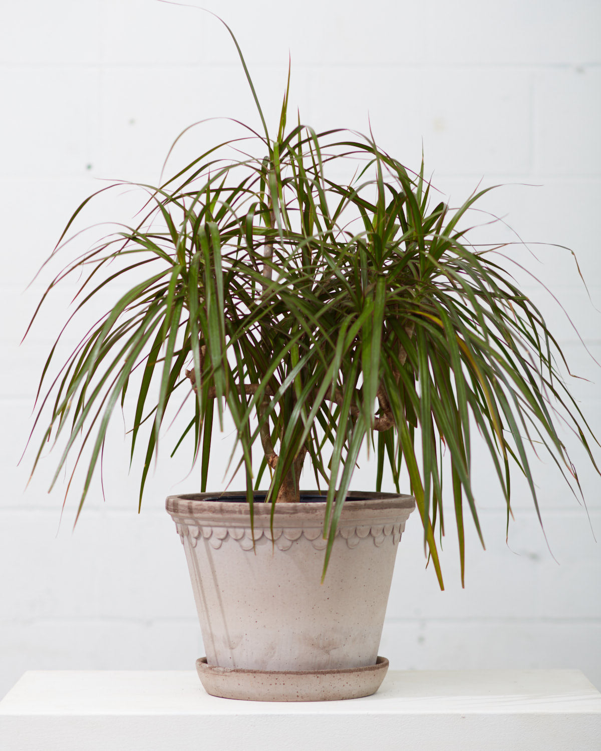 Bergs Potter Københavner: The Castle Pot with Drainage and Tray | 13.8 inch Diameter — empty planter, studio photo — planter for sale by Promise Supply for delivery and pickup in Toronto.