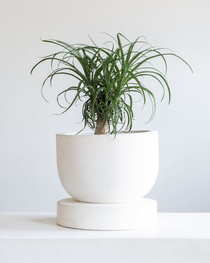 Archer Planter with Drainage and Tray | 10 inch Diameter — empty planter, studio photo — planter for sale by Promise Supply for delivery and pickup in Toronto.