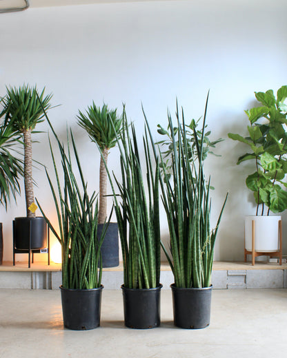 Lancia Snake Plant: Sansevieria 'lancia' - 12 inch pot - 4 foot tall — indoor plant — indoor plant for sale by Promise Supply for delivery and pickup in Toronto.