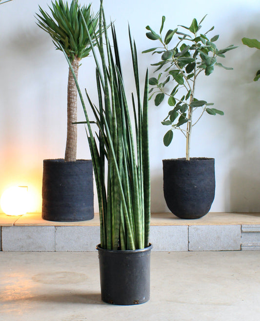 Lancia Snake Plant: Sansevieria 'lancia' - 12 inch pot - 4 foot tall