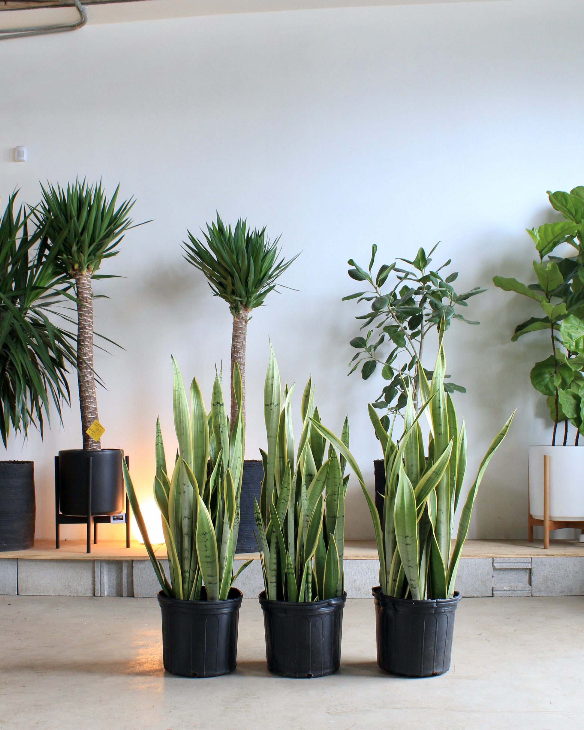 Silver Yellow Snake Plant - 12