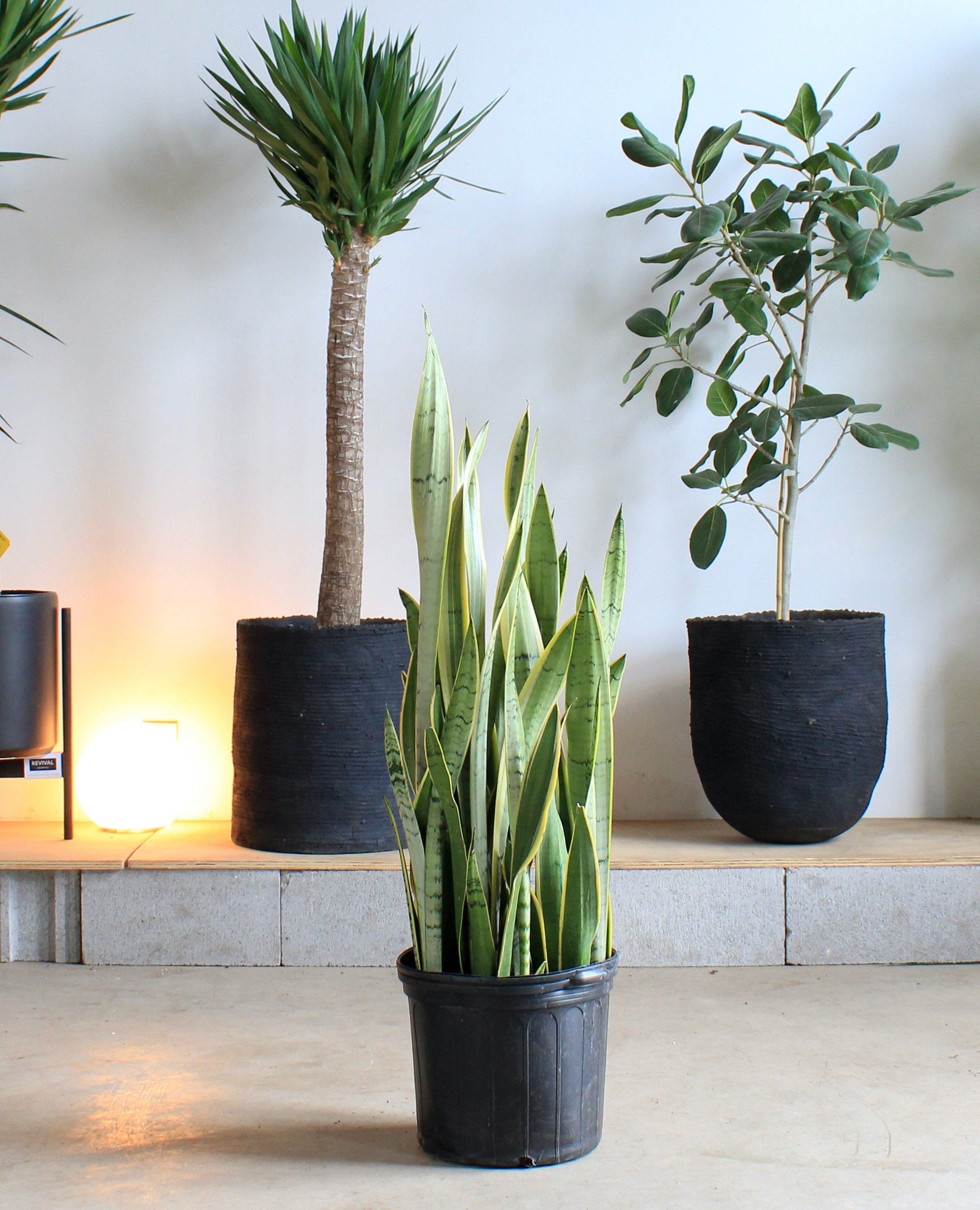 sansevieria trifasciata silver sword Silver Yellow Snake Plant - 12" Pot
