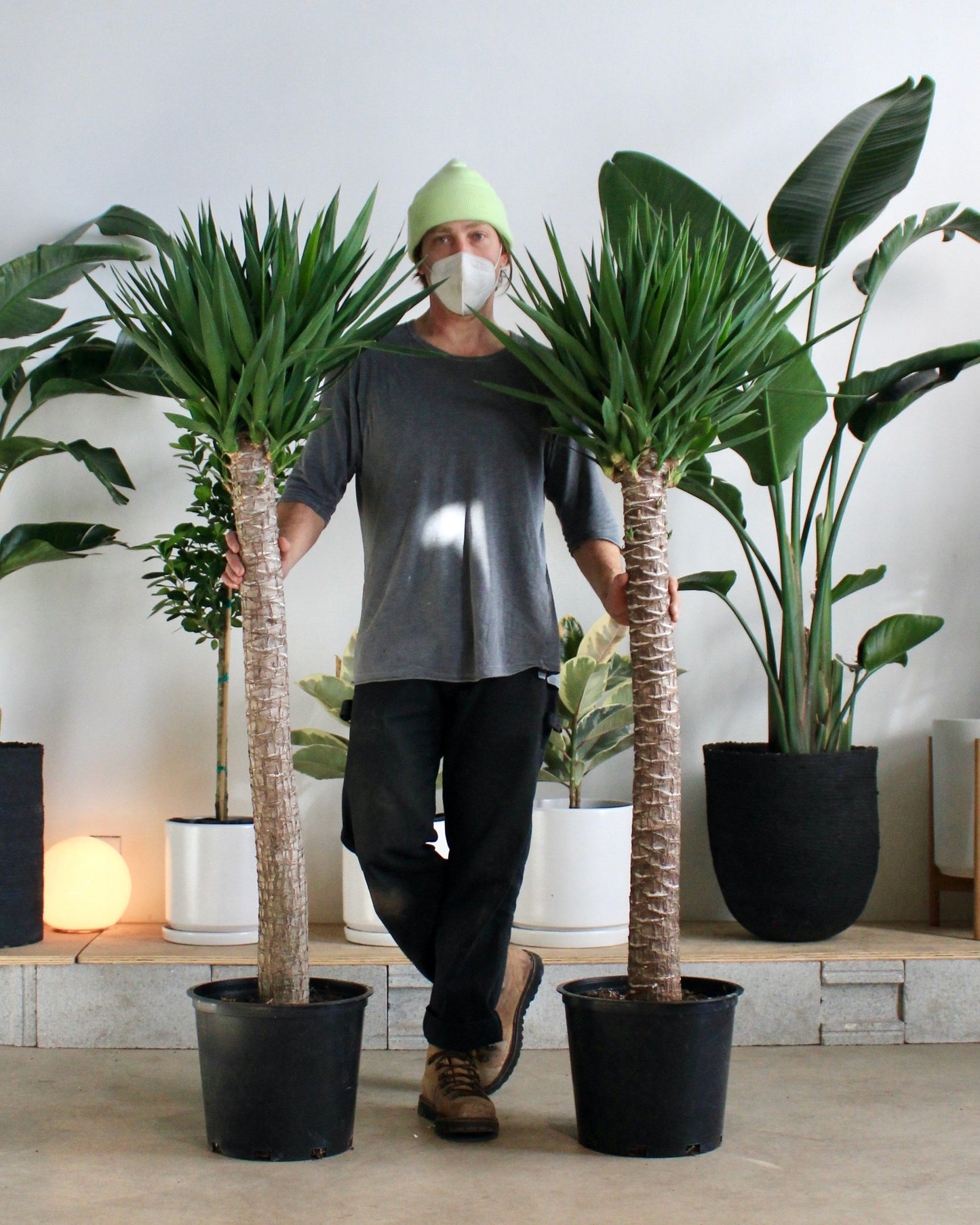 Yucca Cane: Yucca gigantea - 14 inch pot - 6-7 foot tall