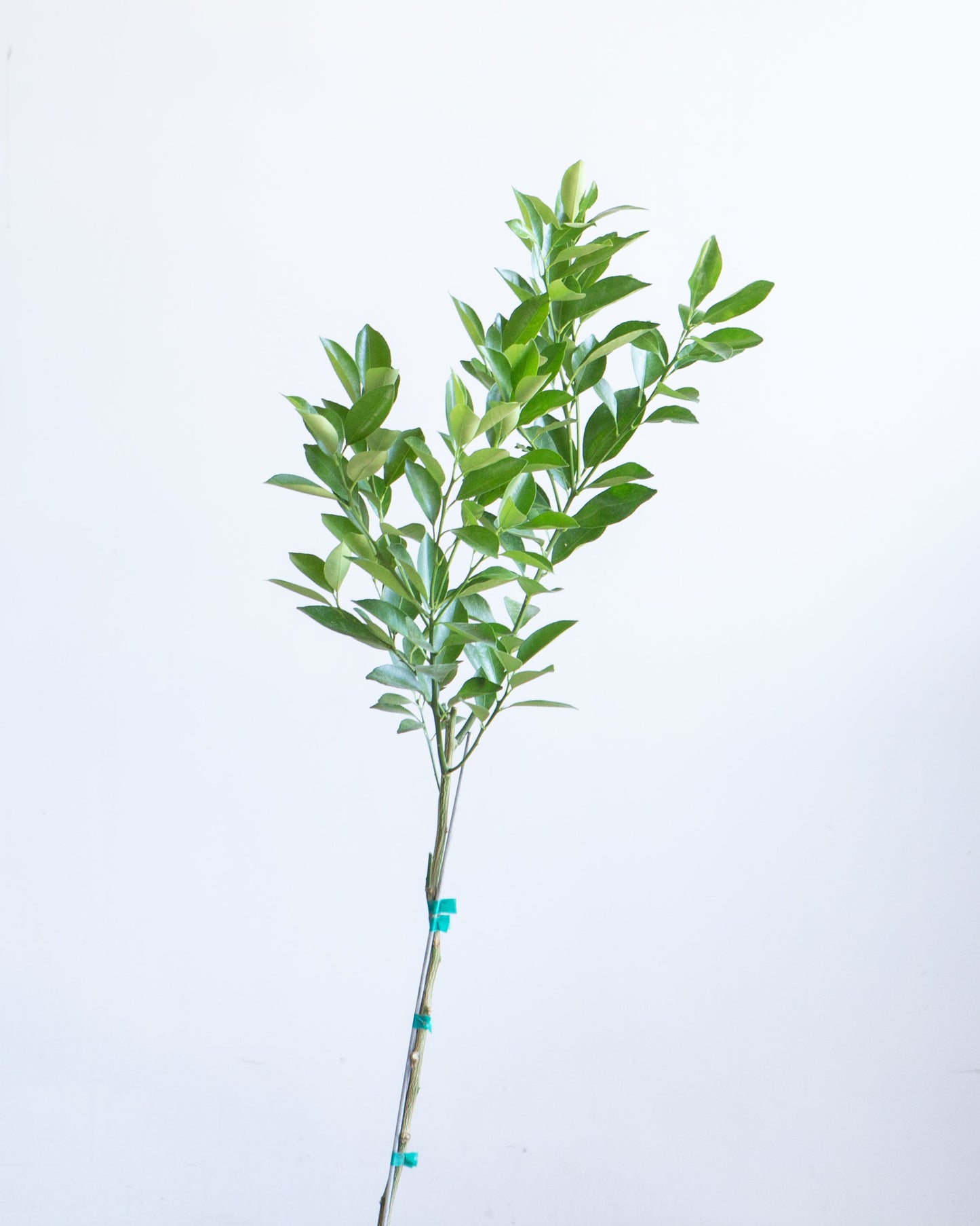 Calamansi/Calamondin Tree: Citrofortunella microcarpa - 12 inch pot - 3-4 foot tall