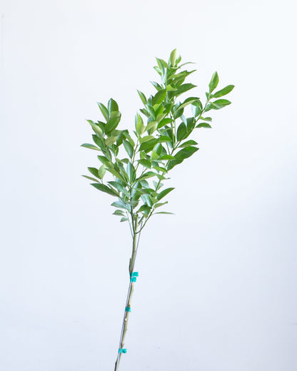 Calamansi/Calamondin Tree: Citrofortunella microcarpa - 12 inch pot - 3-4 foot tall