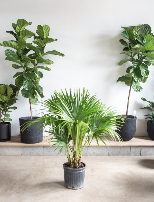 Chinese Fan Palm: Livistona chinensis - 12 inch pot - 4 foot tall