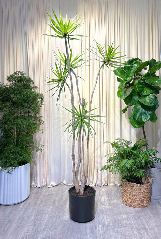 Character Dragon Tree Multi-Stem: Dracaena marginata - 12 inch pot - 5 foot tall