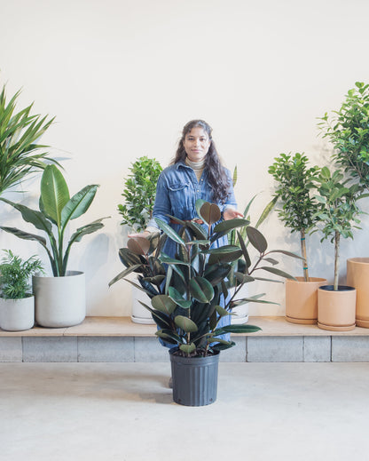 Burgundy Rubber Bush: Ficus elastica - 12 inch pot - 3-4 foot tall