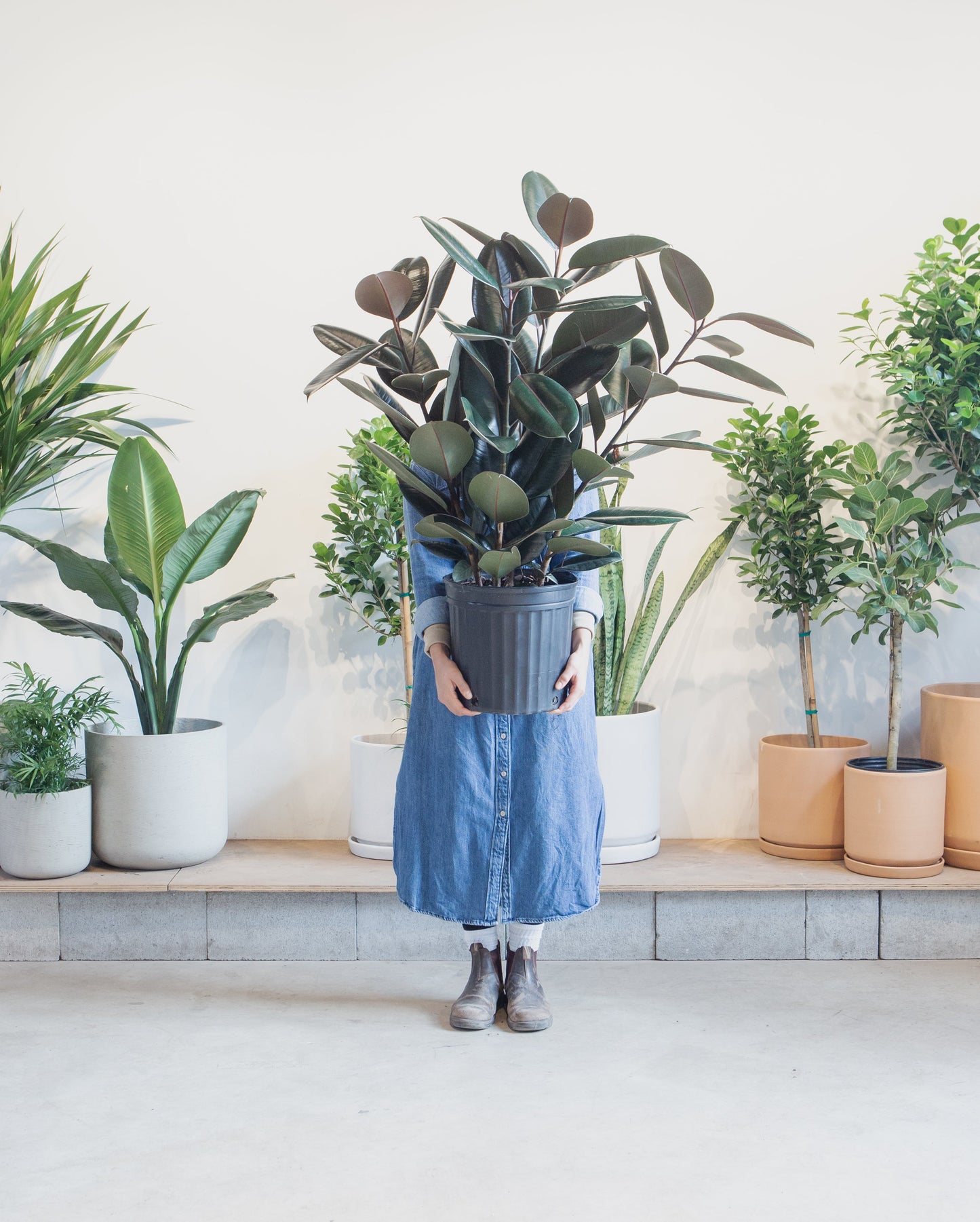 Burgundy Rubber Bush: Ficus elastica - 12 inch pot - 3-4 foot tall