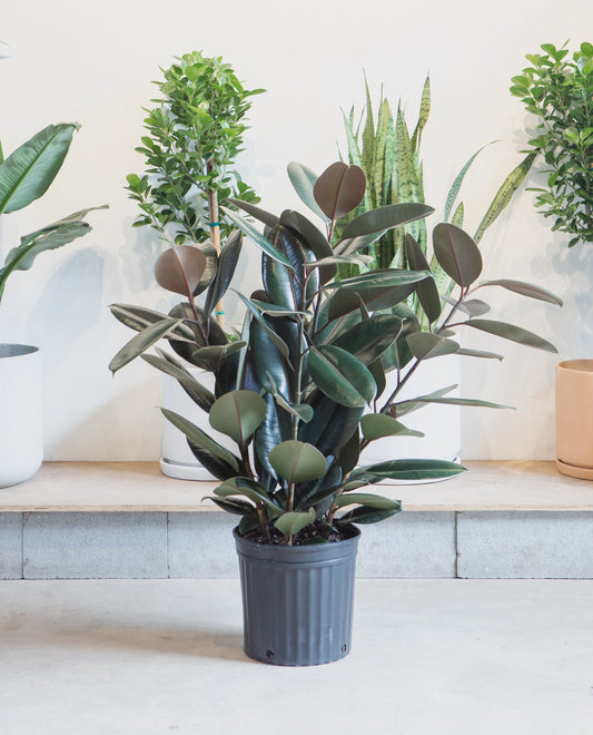 Burgundy Rubber Bush: Ficus elastica - 12 inch pot - 3-4 foot tall