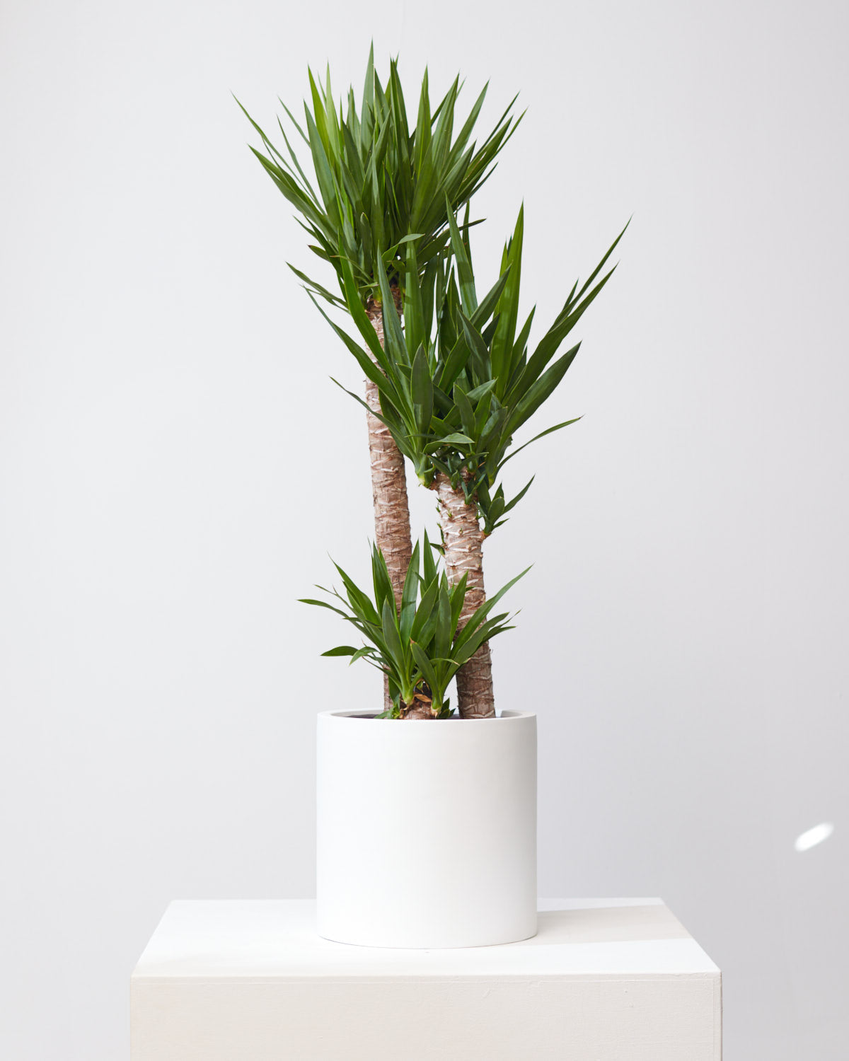 Yucca Staggered Cane: Yucca gigantea - 10 inch pot - 4-5 foot tall