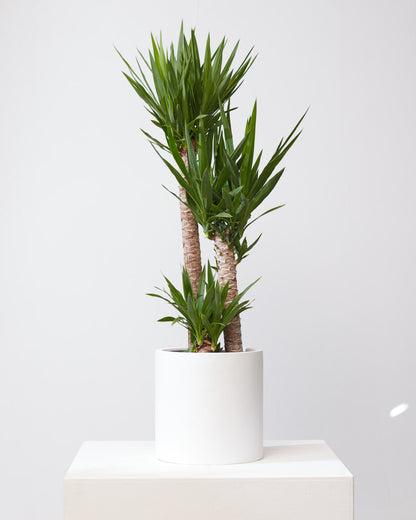 Yucca Staggered Cane: Yucca gigantea - 10 inch pot - 4-5 foot tall
