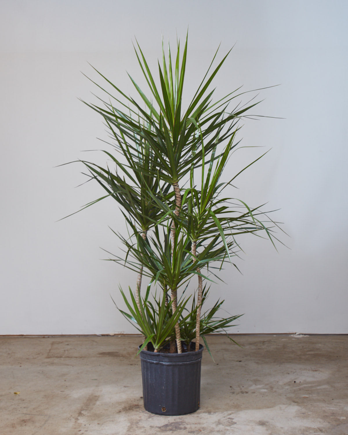 straight margined dracaena Staggered Dragon Tree: Marginata - 12" Pot