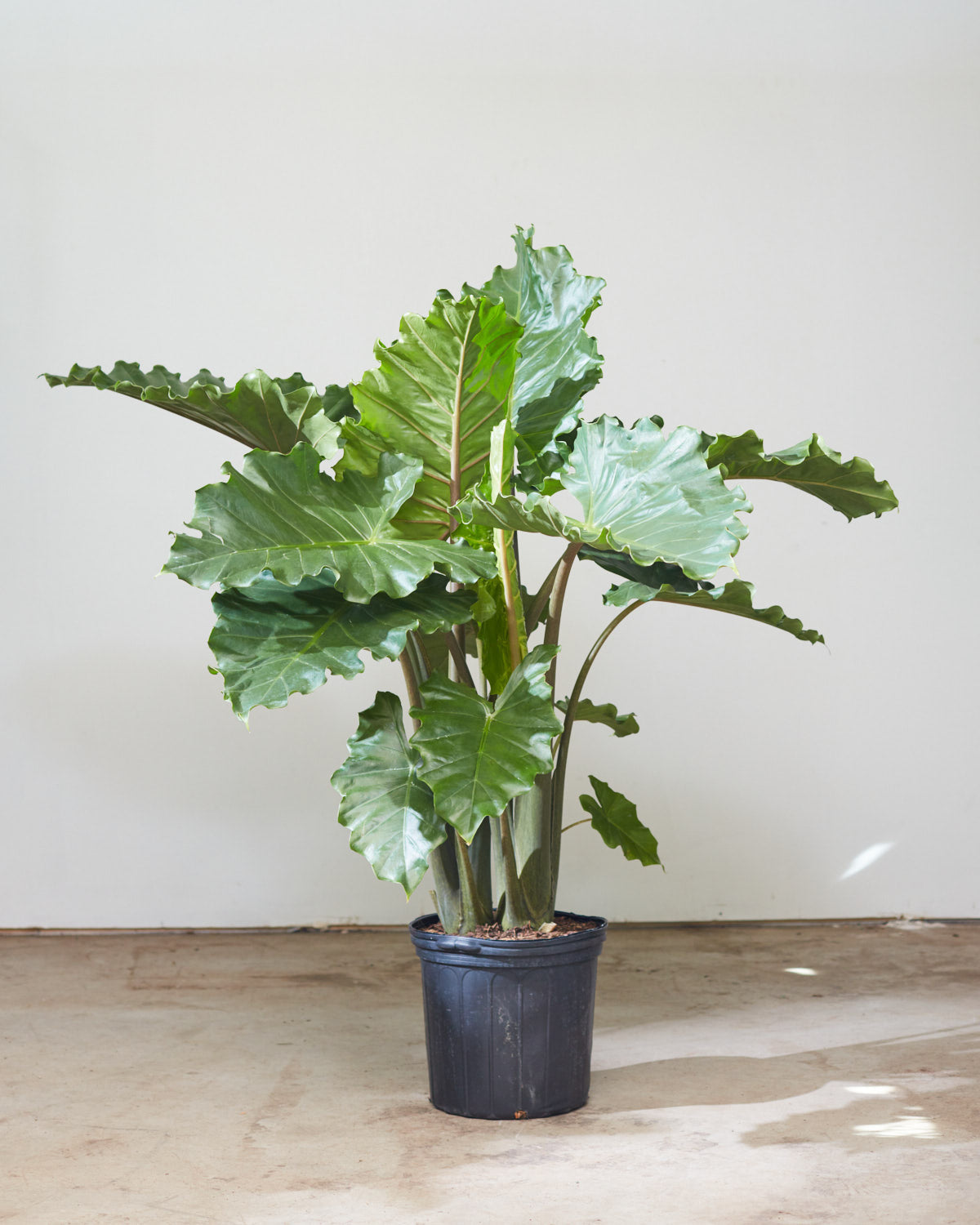 Portora Elephant Ear: Alocasia - 12 inch pot - 4-5 foot tall — indoor plant — indoor plant for sale by Promise Supply for delivery and pickup in Toronto.