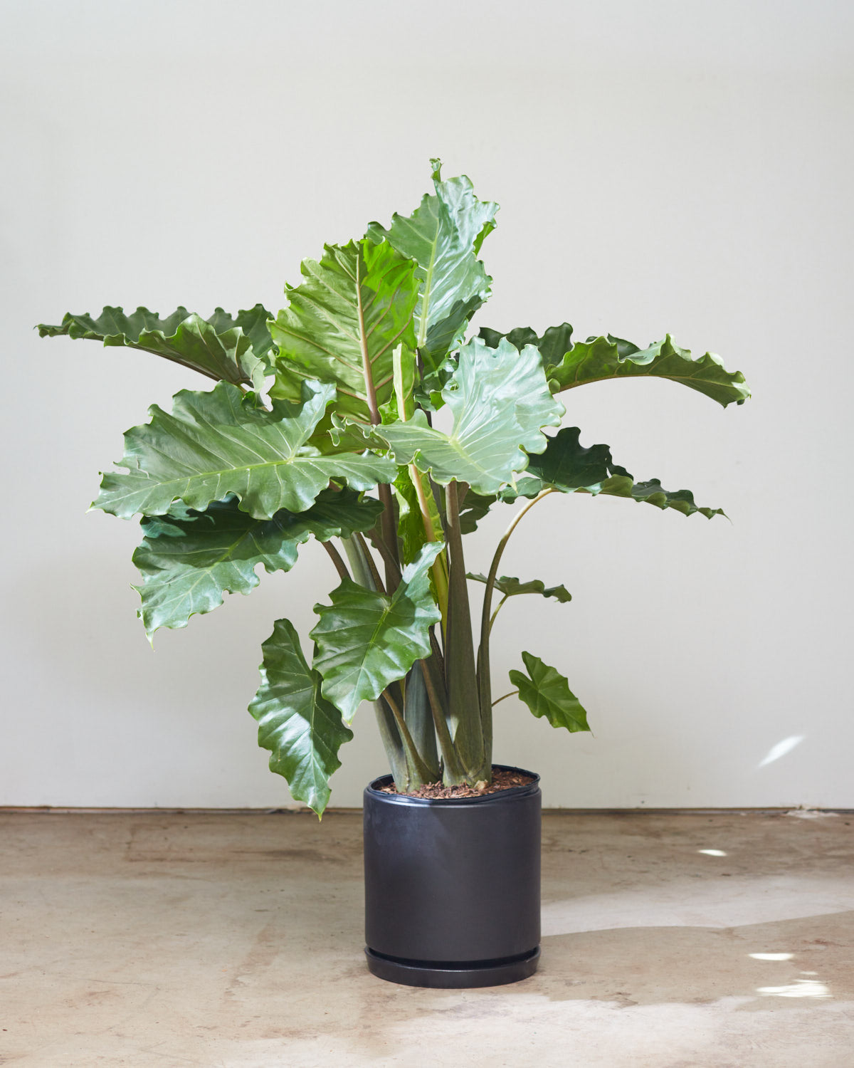 Portora Elephant Ear: Alocasia - 12 inch pot - 4-5 foot tall — in black planter — indoor plant for sale by Promise Supply for delivery and pickup in Toronto.