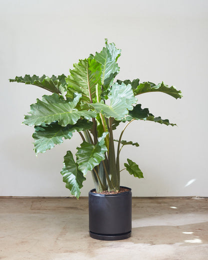 Portora Elephant Ear: Alocasia - 12 inch pot - 4-5 foot tall — in black planter — indoor plant for sale by Promise Supply for delivery and pickup in Toronto.