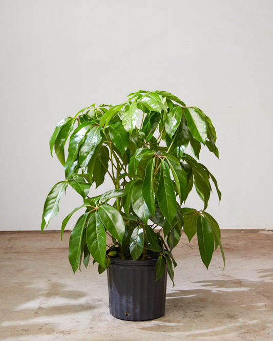 Amate Umbrella Tree: Schefflera actinophylla - 8 inch pot - 3-3.5 foot tall