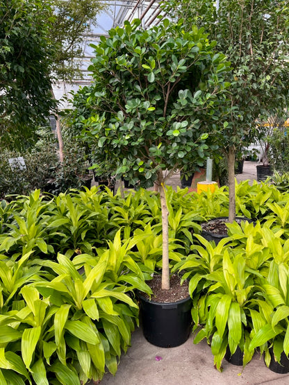 Ficus Moclame: Ficus microcarpa - 17 inch pot - 6-7 foot tall