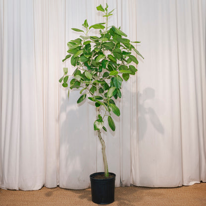 Ficus Audrey: Ficus benghalensis - 12 inch pot - 5-6 foot tall