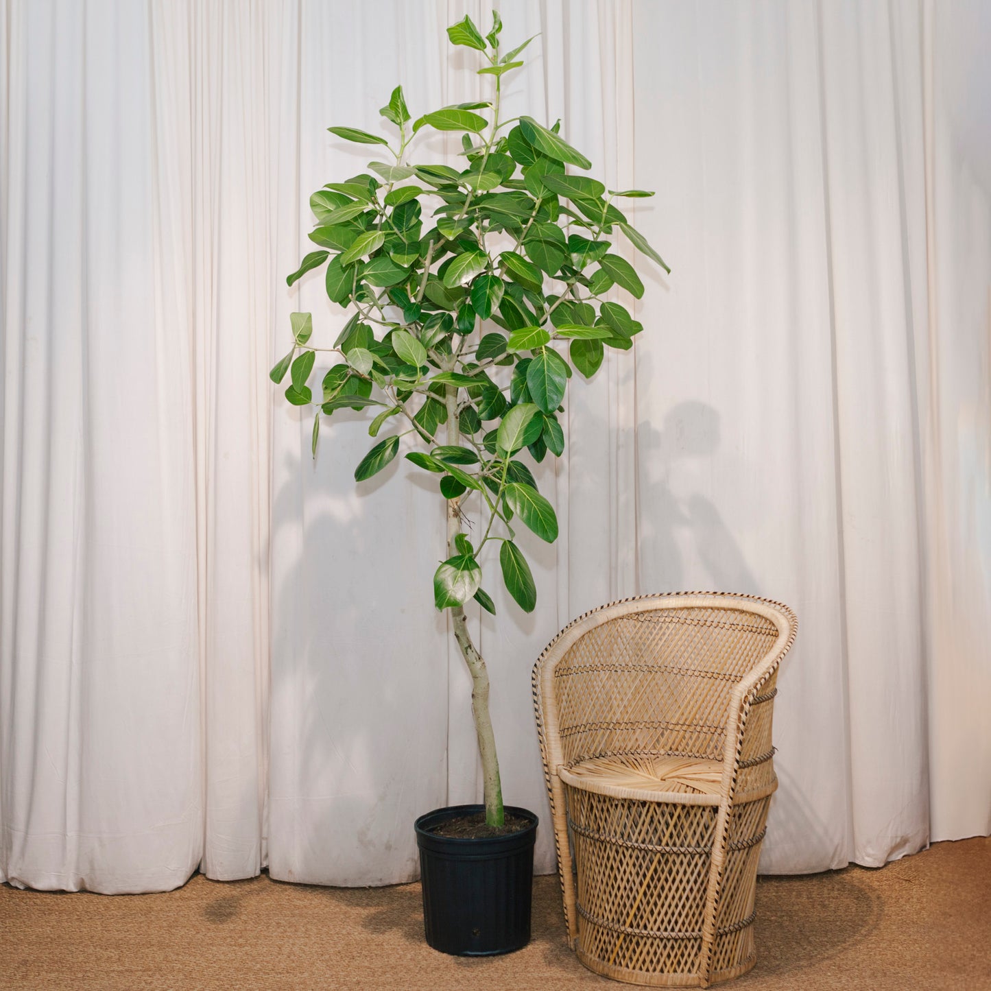 Ficus Audrey: Ficus benghalensis - 12 inch pot - 5-6 foot tall