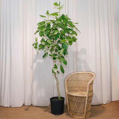 Ficus Audrey: Ficus benghalensis - 12 inch pot - 5-6 foot tall