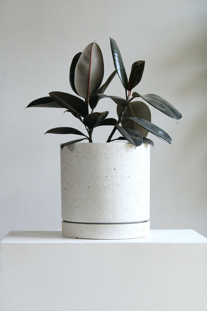 Callahan Concrete Planter with Drainange and Tray | 13 inch Diameter