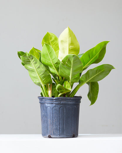 Moonlight: Philodendron - 10 inch pot - 1-2 foot tall