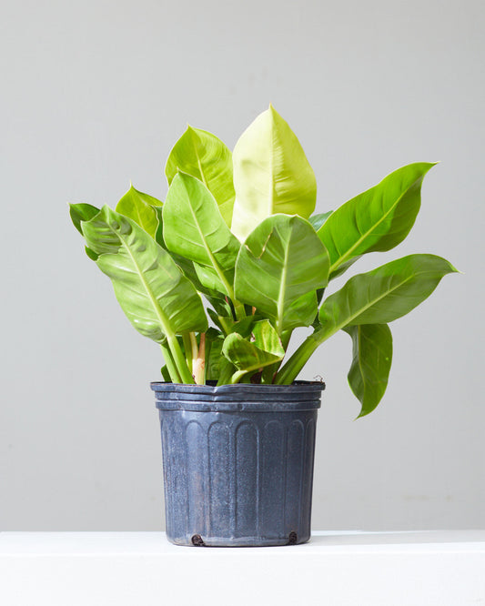 Moonlight: Philodendron - 10 inch pot - 1-2 foot tall