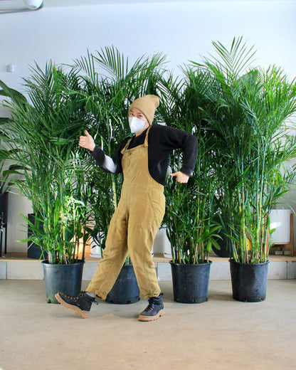 Bamboo Palm: Chamaedorea seifrizii - 14 inch pot - 6 foot tall