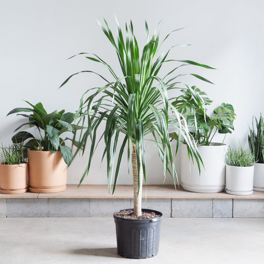 Dracaena Tree: Dracaena arborea - 14 inch pot - 4-6 foot tall