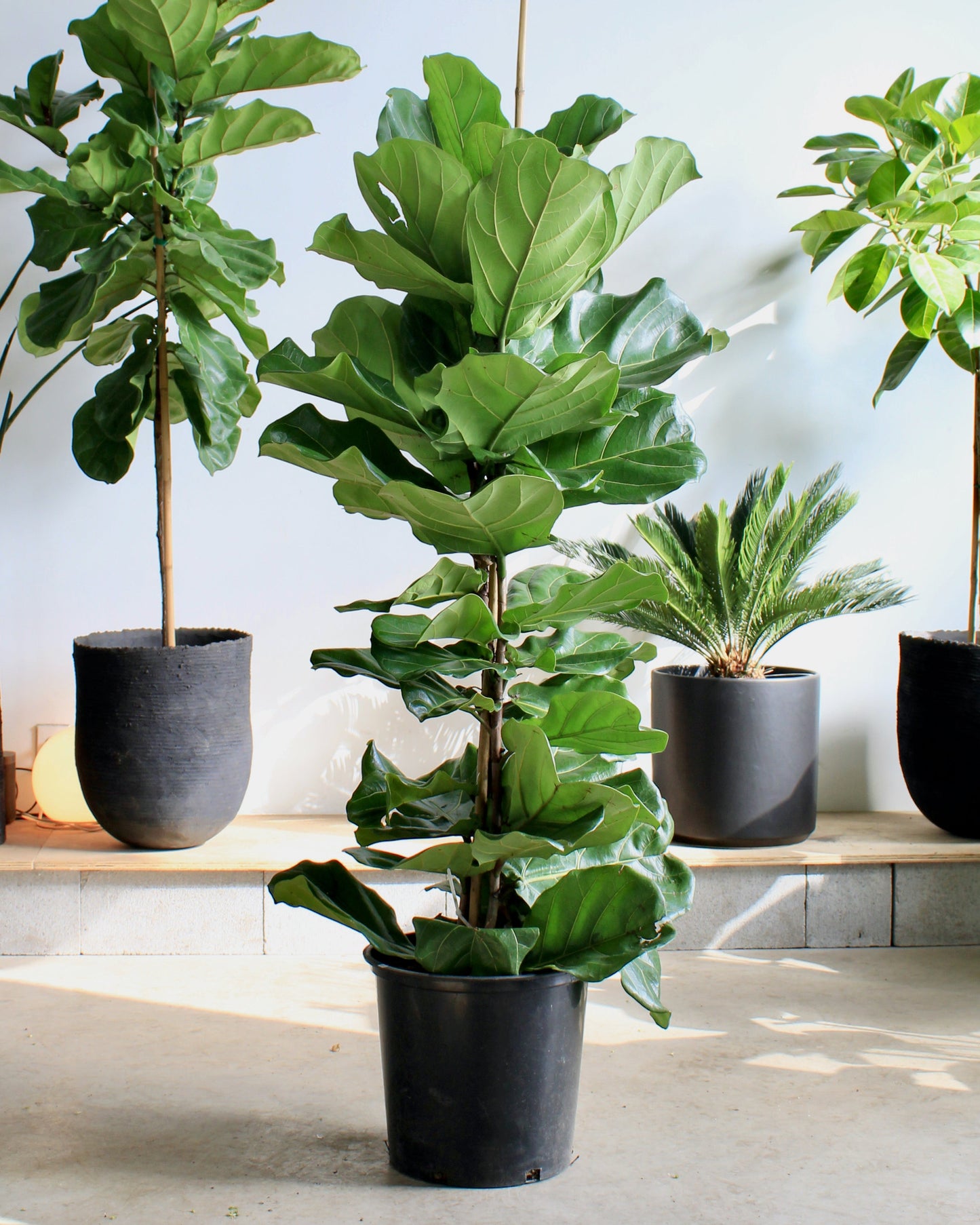Fiddle Leaf Fig Column: Ficus lyrata - 14 inch pot - 5-6 foot tall
