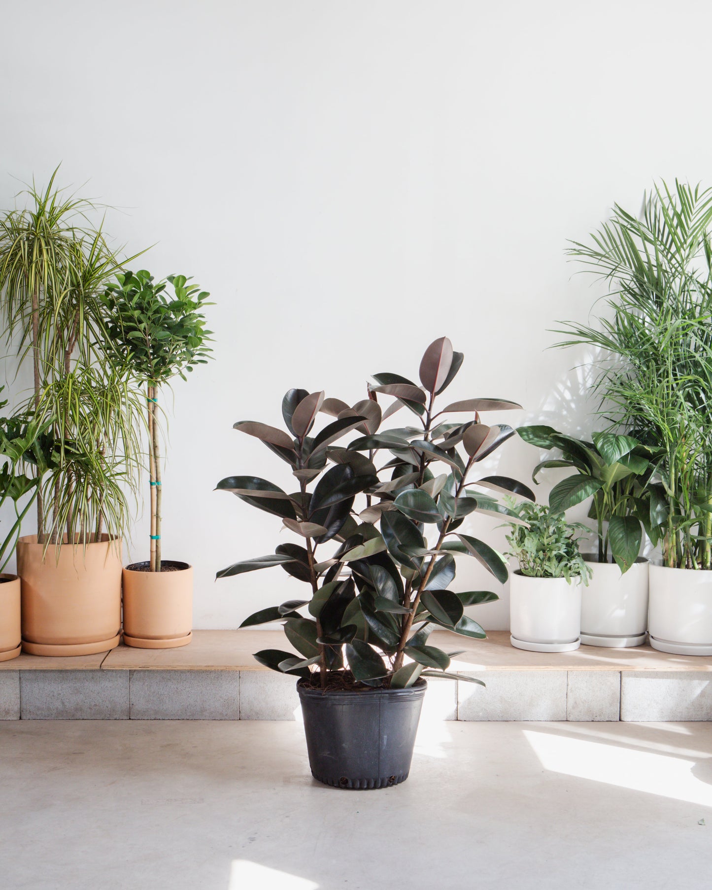 Burgundy Rubber Bush: Ficus elastica - 14 inch pot - 4 foot tall