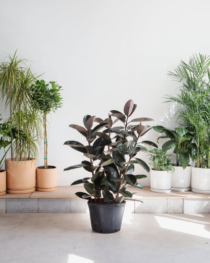 Burgundy Rubber Bush: Ficus elastica - 14 inch pot - 4 foot tall