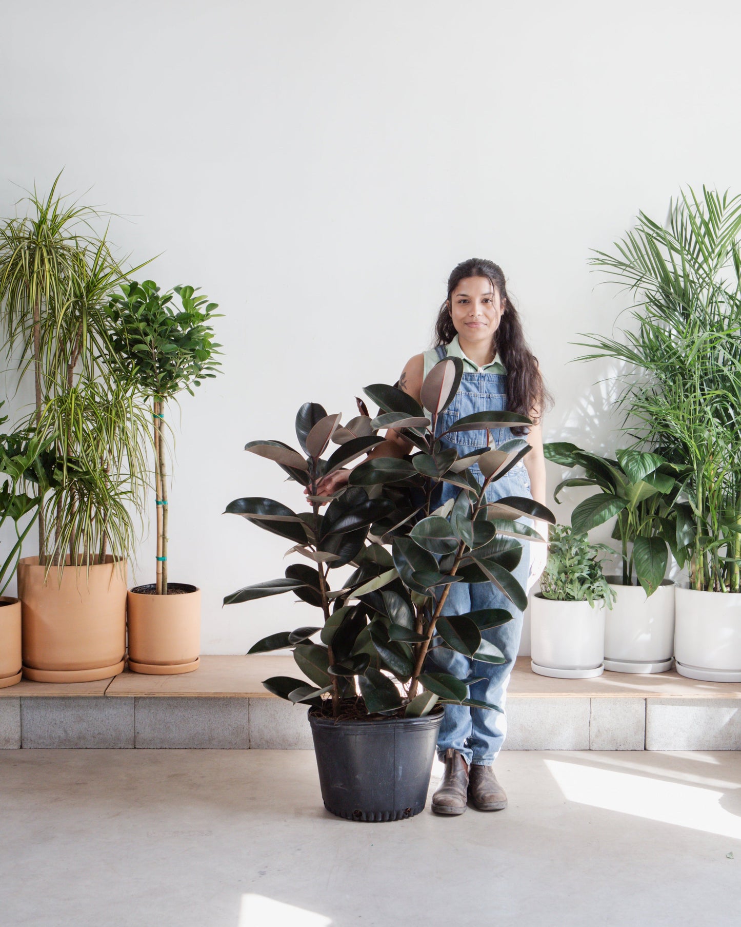 Burgundy Rubber Bush: Ficus elastica - 14 inch pot - 4 foot tall