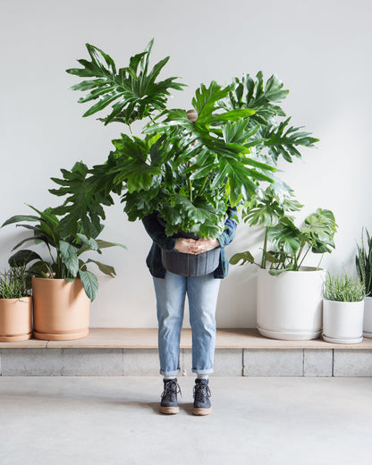 Hope Selloum: Philodendron bipinnatifidum - 14 inch pot - 3-4 foot tall — indoor plant — indoor plant for sale by Promise Supply for delivery and pickup in Toronto.