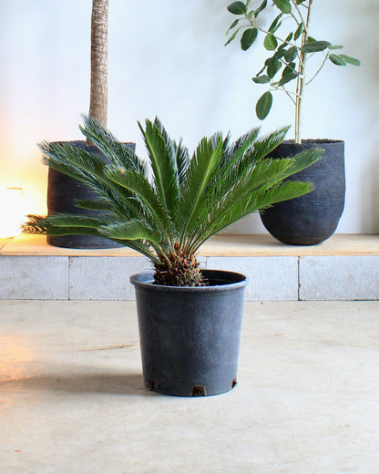 Sago Palm: Cycas revoluta - 14 inch pot - 2-3 foot tall
