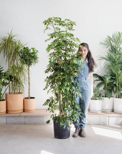 Variegated Dwarf Umbrella Column: Schefflera arboricola 'Capella' - 14 inch pot - 7+ foot tall