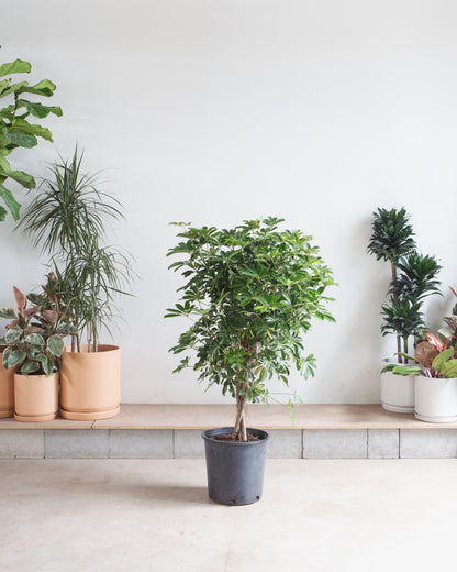 Braided Variegated Umbrella Tree: Schefflera arboricola 'Capella' - 14 inch pot